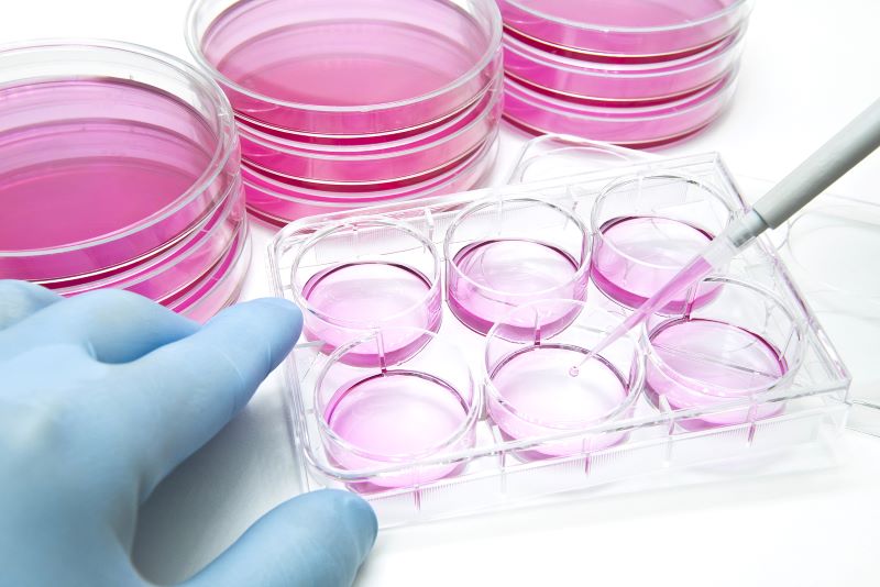 Cell Culture