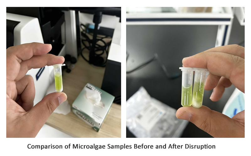 Comparison of Microalgae Samples Before and After Disruption Comparison of Microalgae Samples Before and After Disruption